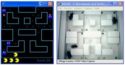 Videogiochi e animali