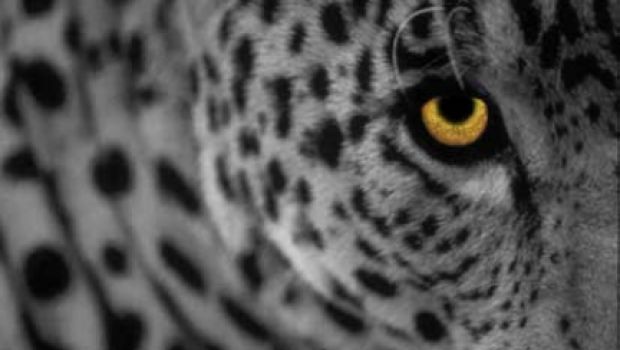 Mac OS X 10.5.2 e Java SE 6 Preview 8 rilasciati agli sviluppatori (Aggiornato)