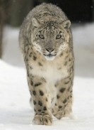 Snow Leopard esiste