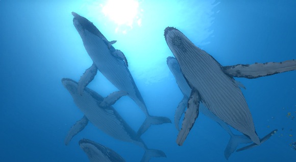 Endless Ocean 2 si mostra in quattro filmati di gioco