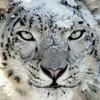 Snow Leopard verso il record di vendite