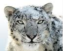 Nuova gestione colori in Snow Leopard