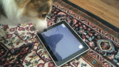 iPad piace ai gatti, molto meno ai cani