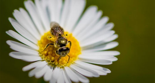 Le api sono più veloci dei computer