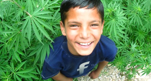 Napster, Facebook e Marijuana