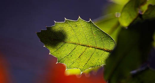 Il Wi-Fi non ha pollice verde