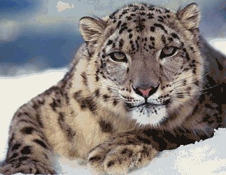 Mac OS X 10.6.5 sarà rilasciato oggi?