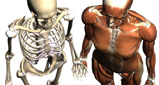 Google Body Browser, esplora il corpo umano