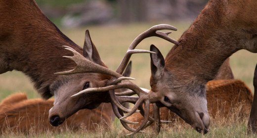 Microsoft sfida Google e invoca l'antitrust