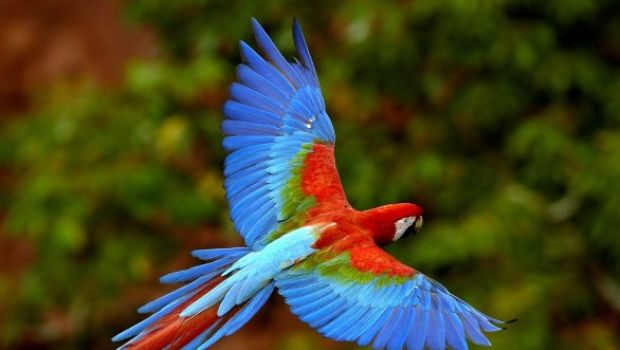 I prossimi dispositivi Apple saranno assemblati in Brasile?