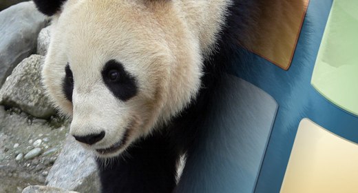 Microsoft vs Google: Panda affossa Ciao