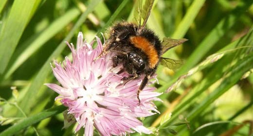 Le onde elettromagnetiche mettono a rischio le api