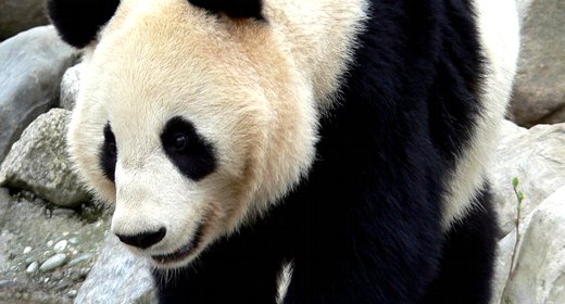 Google, 20 domande per capire Panda