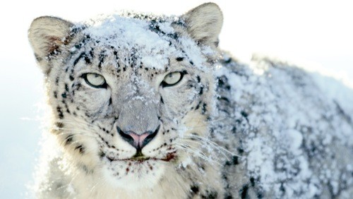 Nuovo aggiornamento disponibile per Snow Leopard