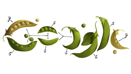 Un doodle di baccelli per Gregor Mendel
