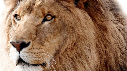 OS X Lion è il sistema operativo più sicuro