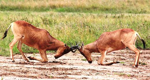 Google, è scontro frontale con Microsoft