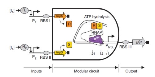I computer biologici diventeranno presto una realtà