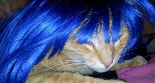 Animali, beni di lusso: nuova bufala su Facebook