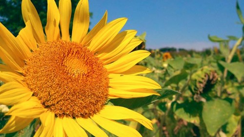 ASUS Transformer Prime, test per la fotocamera