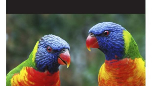 Apple brevetta la retroilluminazione dinamica per la iTV