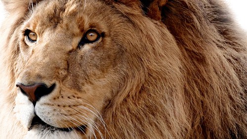 OS X Lion 10.7.4 build 11E27 agli sviluppatori