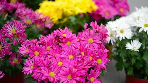 Nikon D4: prime fotografie professionali di prova