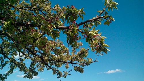 Motorola Droid RAZR HD con fotocamera da 13 MP