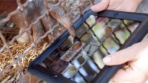iPad utilizzato dagli oranghi nello zoo di Miami