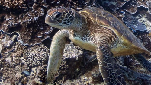 Google Street View alla scoperta dei mondi sommersi