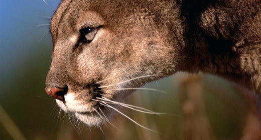 OS X 10.8.2 resuscita la batteria