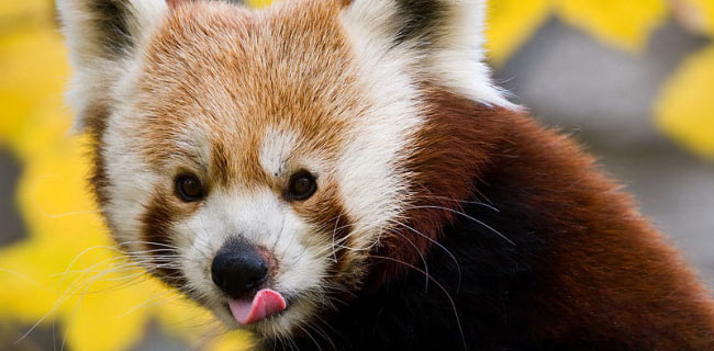 Firefox 22 non bloccherà i cookie di terze parti