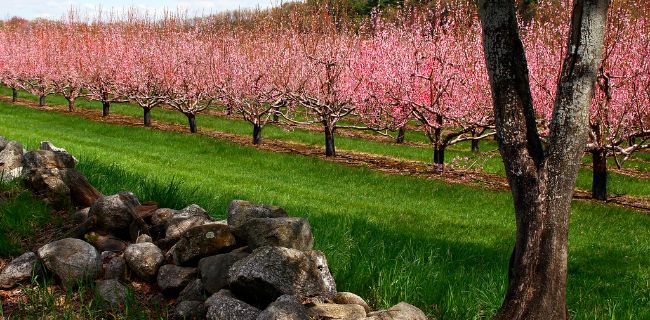 La robotica abbraccia l'agricoltura