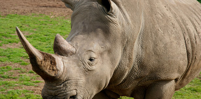 Google e WWF contro il bracconaggio