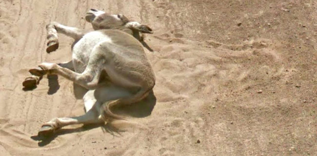 Google Street View e il mistero dell'asino