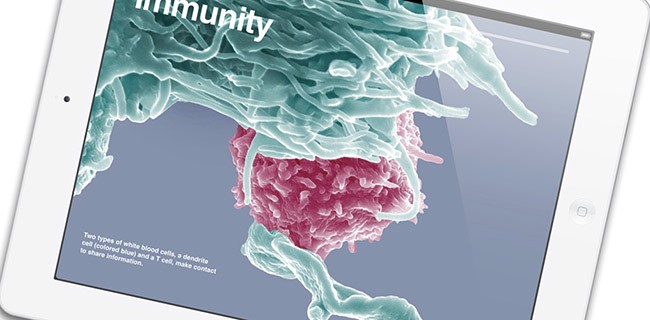 iPad: Sharp taglia la produzione dei display