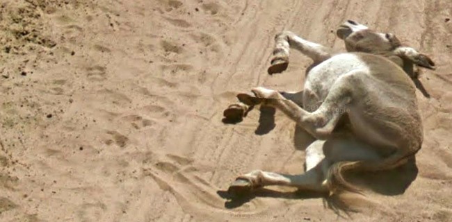 Street View e l'asino in Botswana: mistero risolto