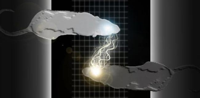 Topi, i cervelli comunicano a lunghe distanze