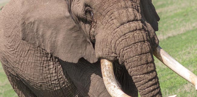 Google, le balene e gli elefanti