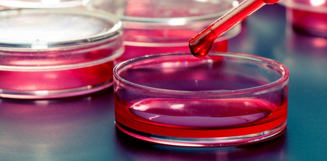 Julius Richard Petri, l'omaggio di Google