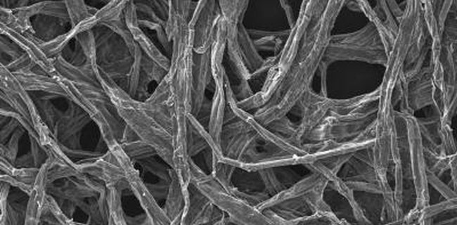 Legno, stagno e sodio per la batteria ecologica