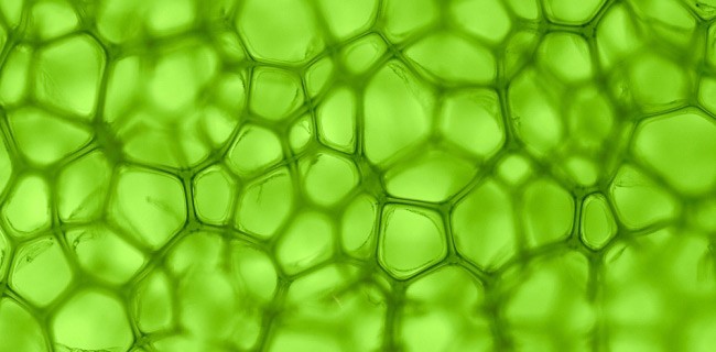 Fototransistor al grafene attivati dalla clorofilla