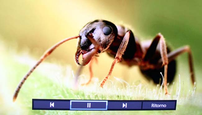 Panasonic-TX-L50DT60