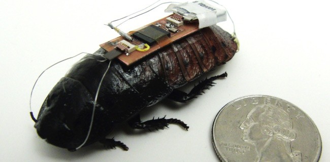 Kinect per guidare gli scarafaggi cyborg