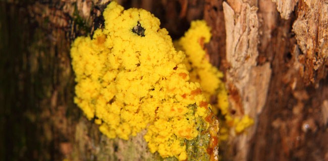 La muffa, il robot e le espressioni facciali