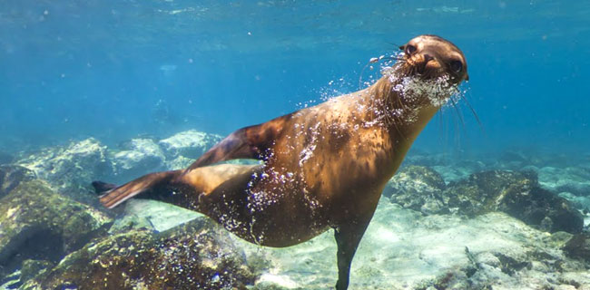 La biodiversità delle Galapagos su Street View