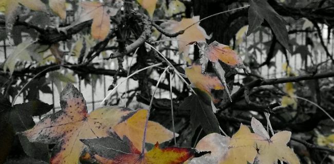 Nokia Refocus: lo abbiamo provato