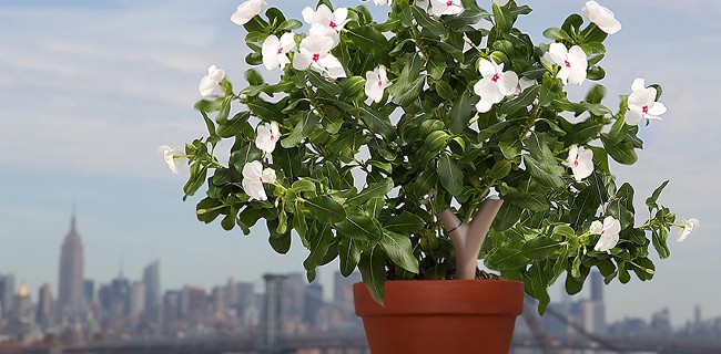 Flower Power, il sensore per la cura delle piante