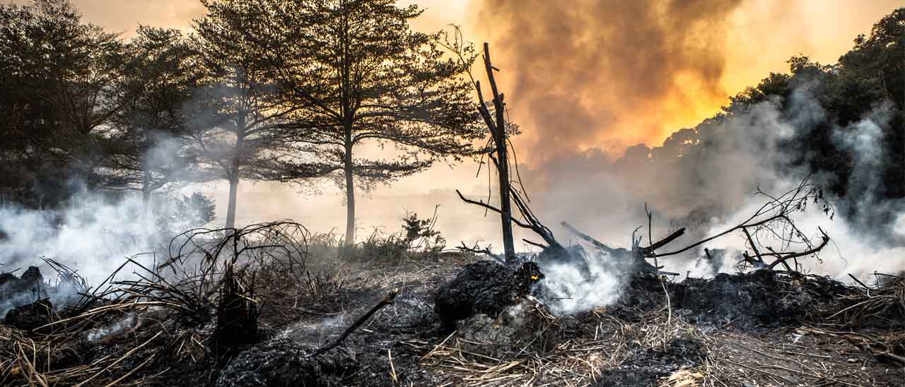 Google e GFW contro la deforestazione