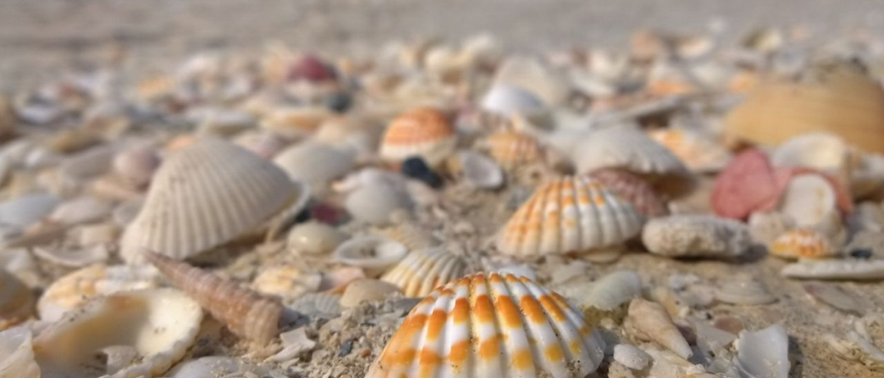 Nokia Refocus disponibile su tutti i Lumia